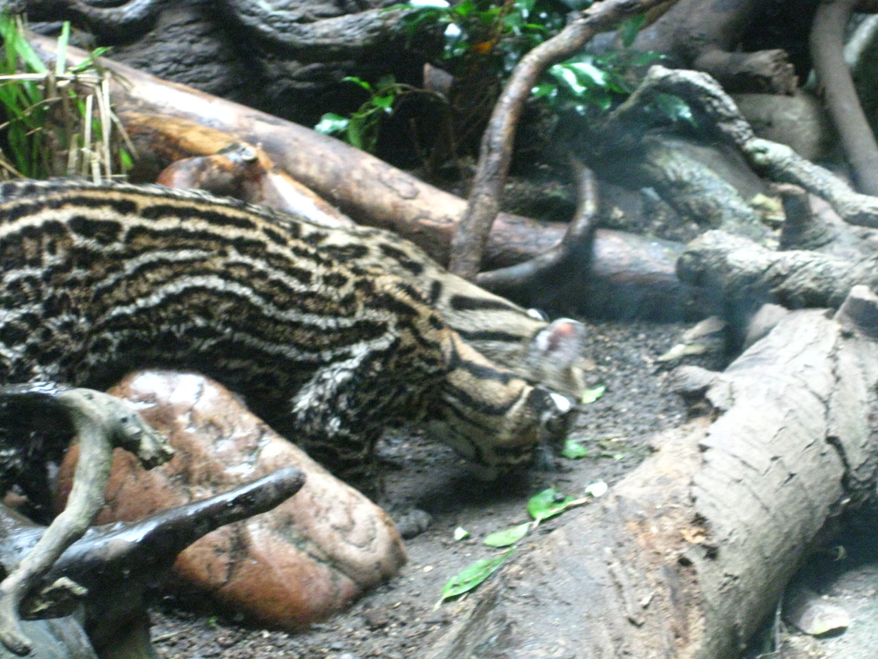 IMG_1150.JPG