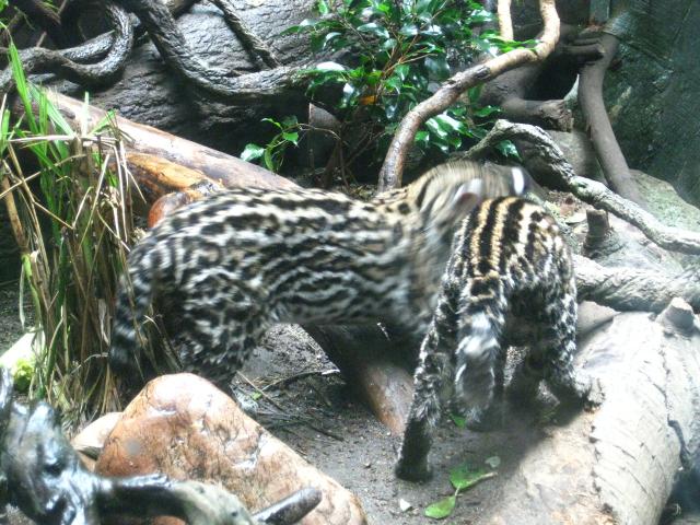 IMG_1151.JPG