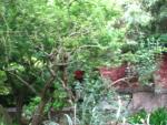IMG_1154.JPG