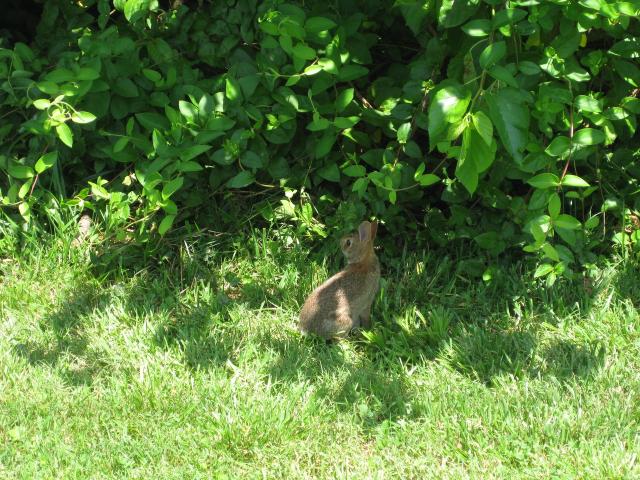 IMG_1354.JPG