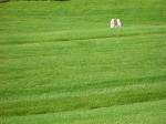 Mystery photo