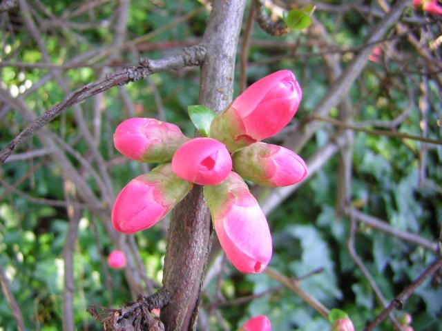 DSCN1185.jpg
