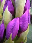 DSCN3189.jpg