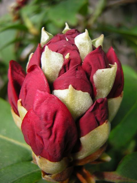 DSCN3194.jpg