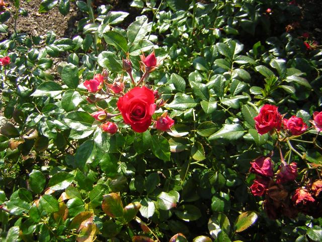 DSCN0434.jpg