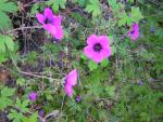 DSCN0436.jpg