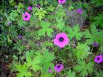 DSCN0437.jpg