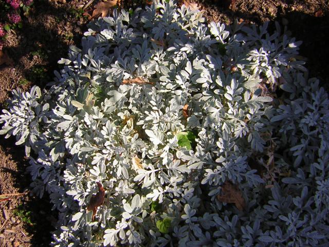 DSCN0441.jpg