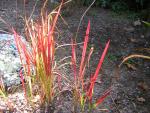DSCN0442.jpg