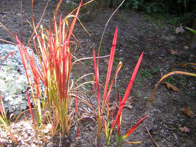 DSCN0442.jpg