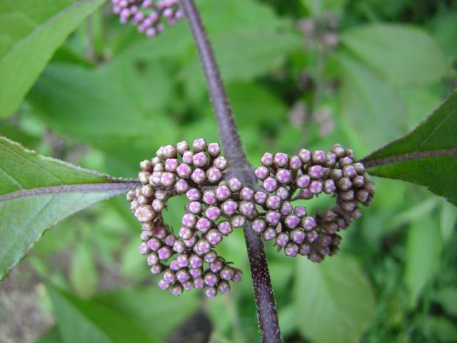 DSCN1957.jpg