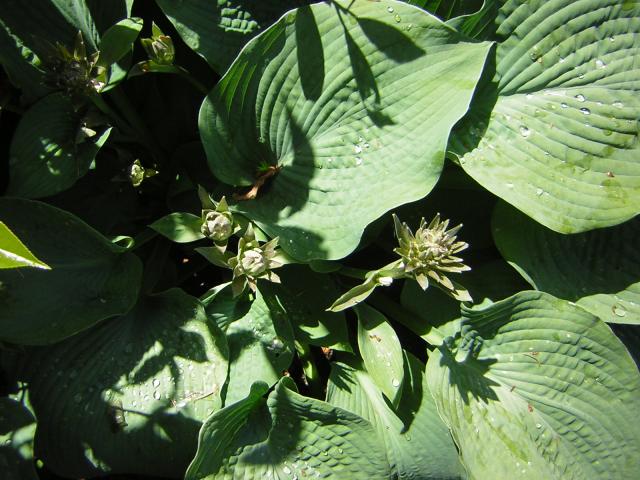 DSCN1959.jpg