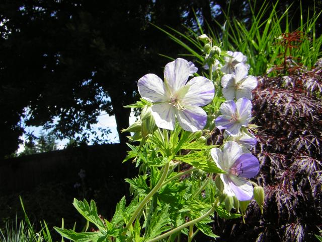 DSCN1961.jpg