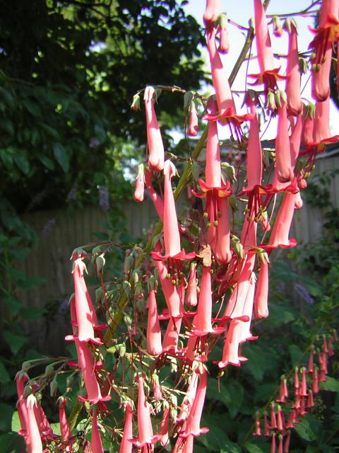 DSCN2475.jpg