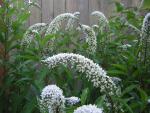 DSCN2480.jpg