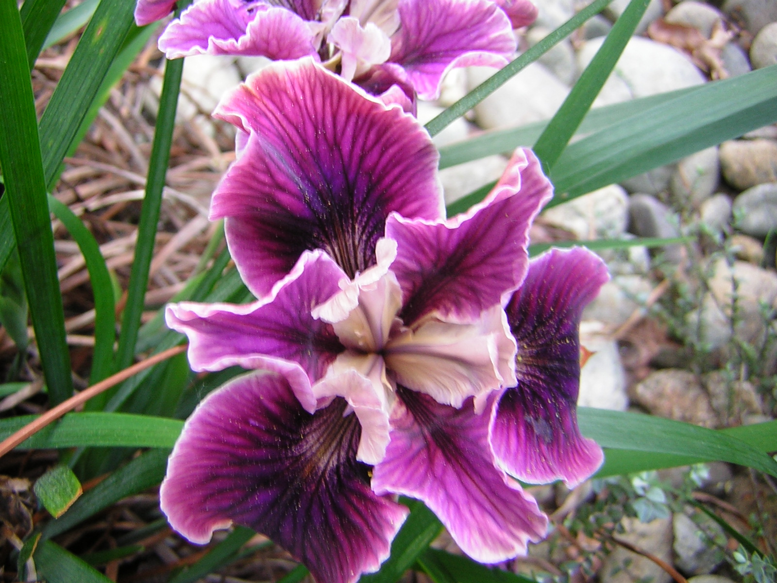 DSCN3203.jpg