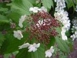 DSCN3206.jpg