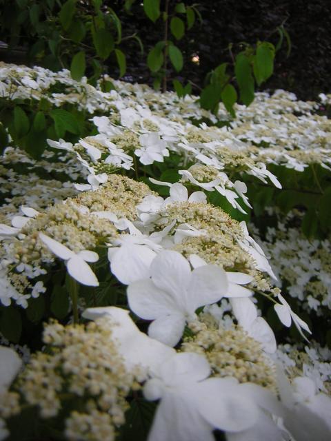 DSCN3207.jpg