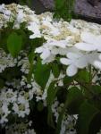 DSCN3208.jpg