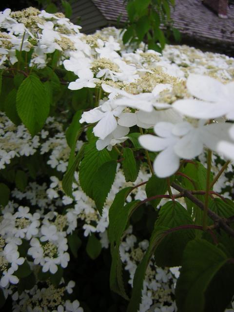 DSCN3208.jpg