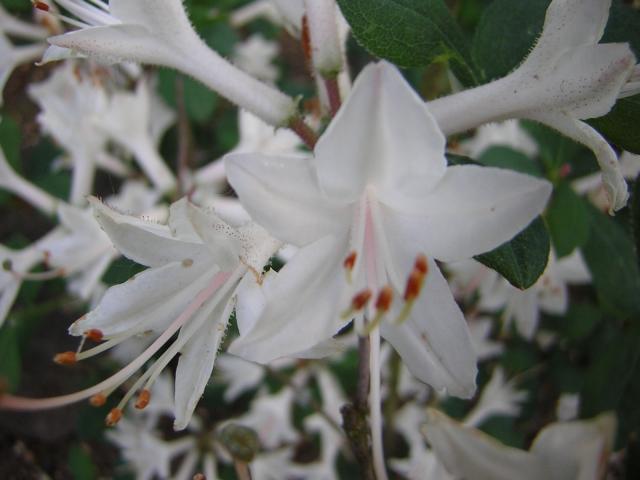 DSCN3209.jpg