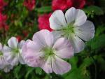 DSCN3230.jpg