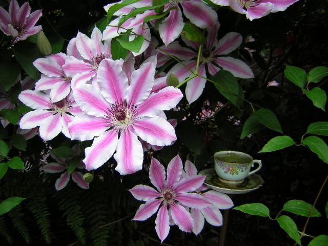 DSCN1785.jpg