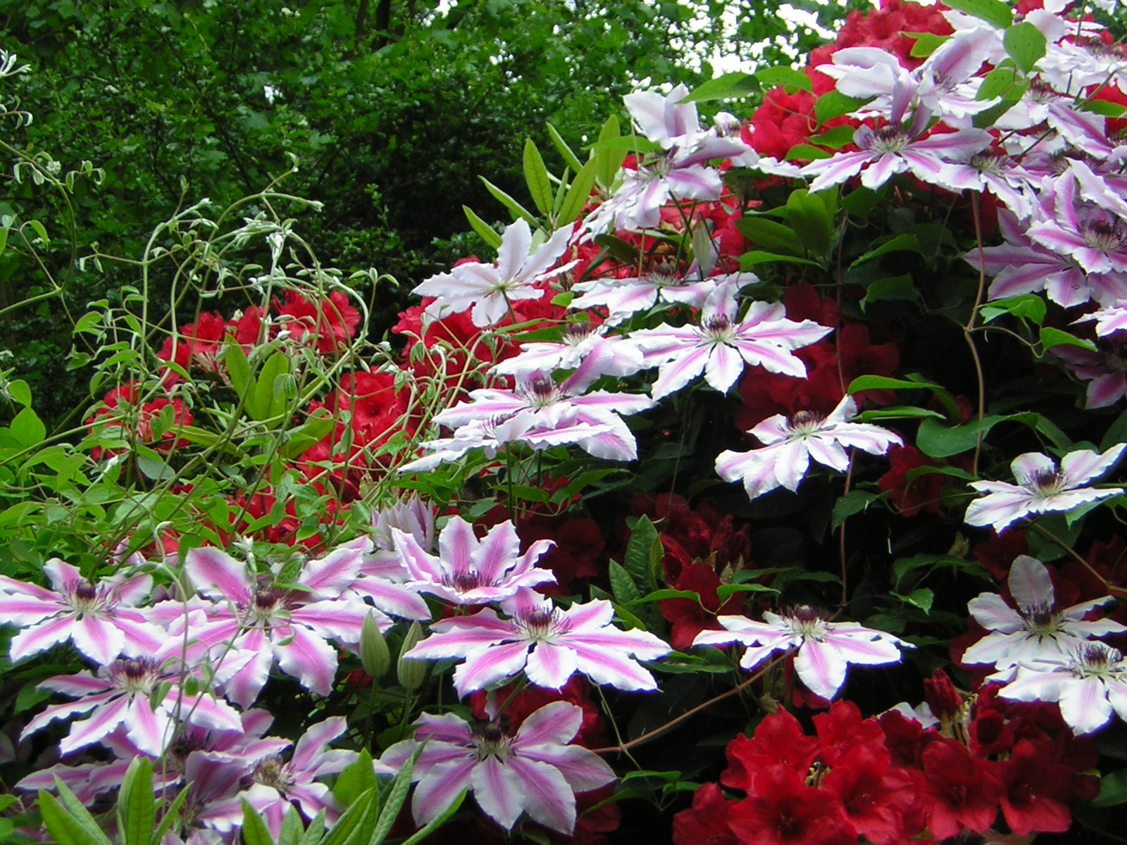 DSCN1786.jpg