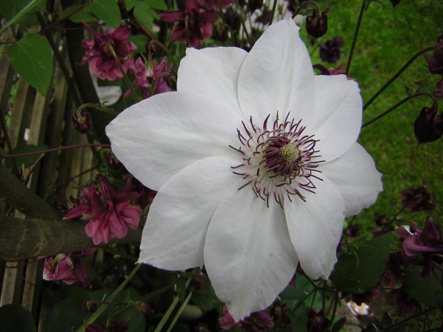 DSCN1787.jpg