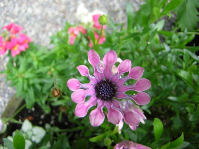 DSCN1795.jpg