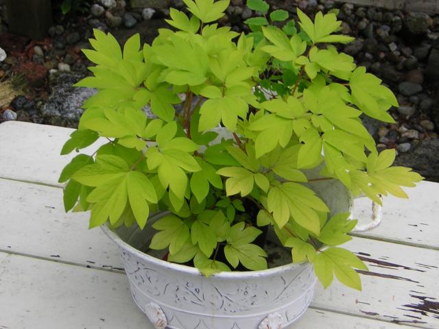 DSCN1797.jpg