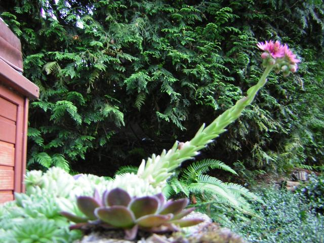 DSCN1991.jpg