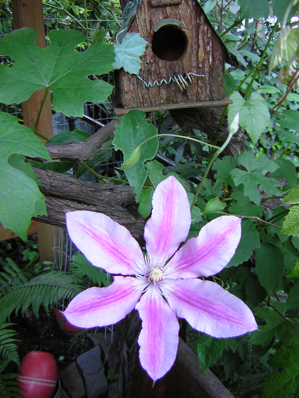 DSCN2000.jpg