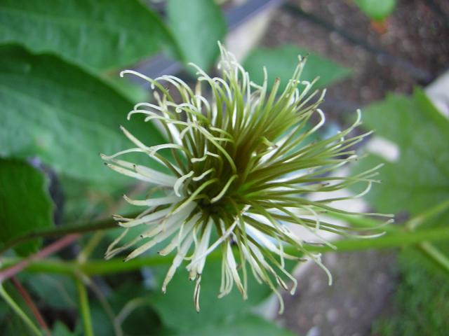 DSCN2001.jpg