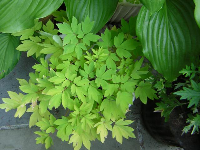 DSCN2006.jpg