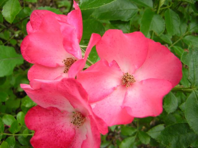 DSCN2036.jpg