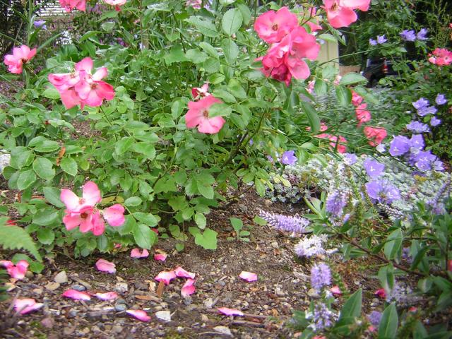 DSCN2038.jpg