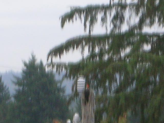 DSCN3826.jpg