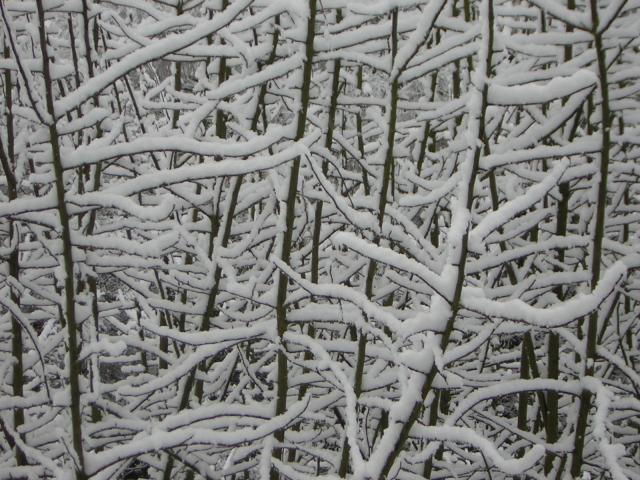 DSCN1059.jpg
