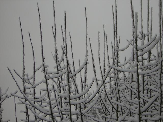 DSCN1060.jpg