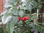 DSCN1084.jpg