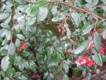 DSCN1085.jpg