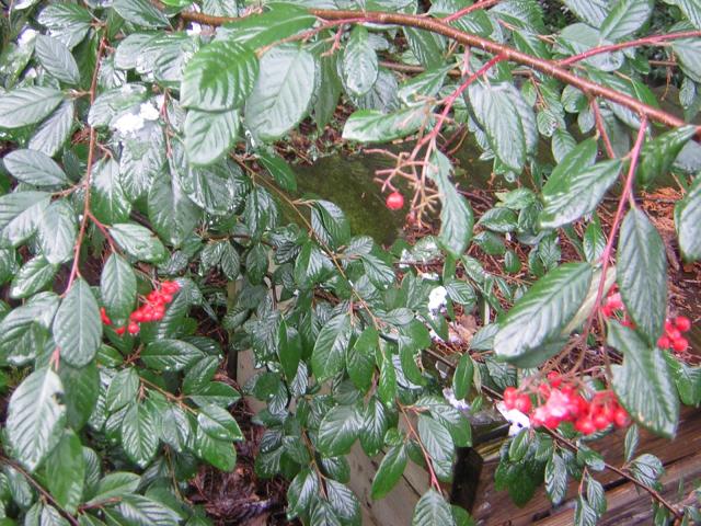 DSCN1085.jpg