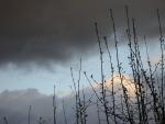 Pruning 3/2005