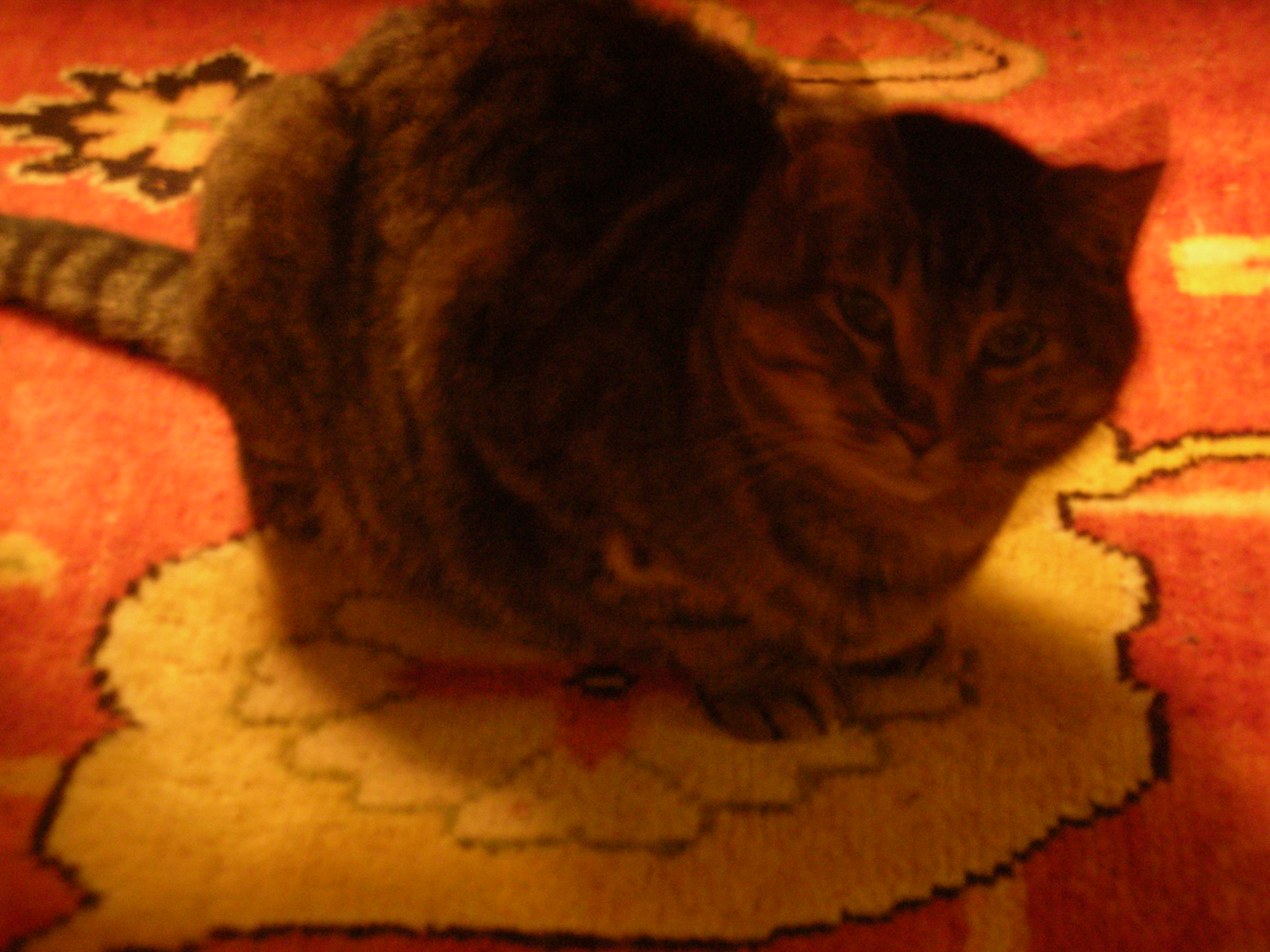 DSCN4034.jpg