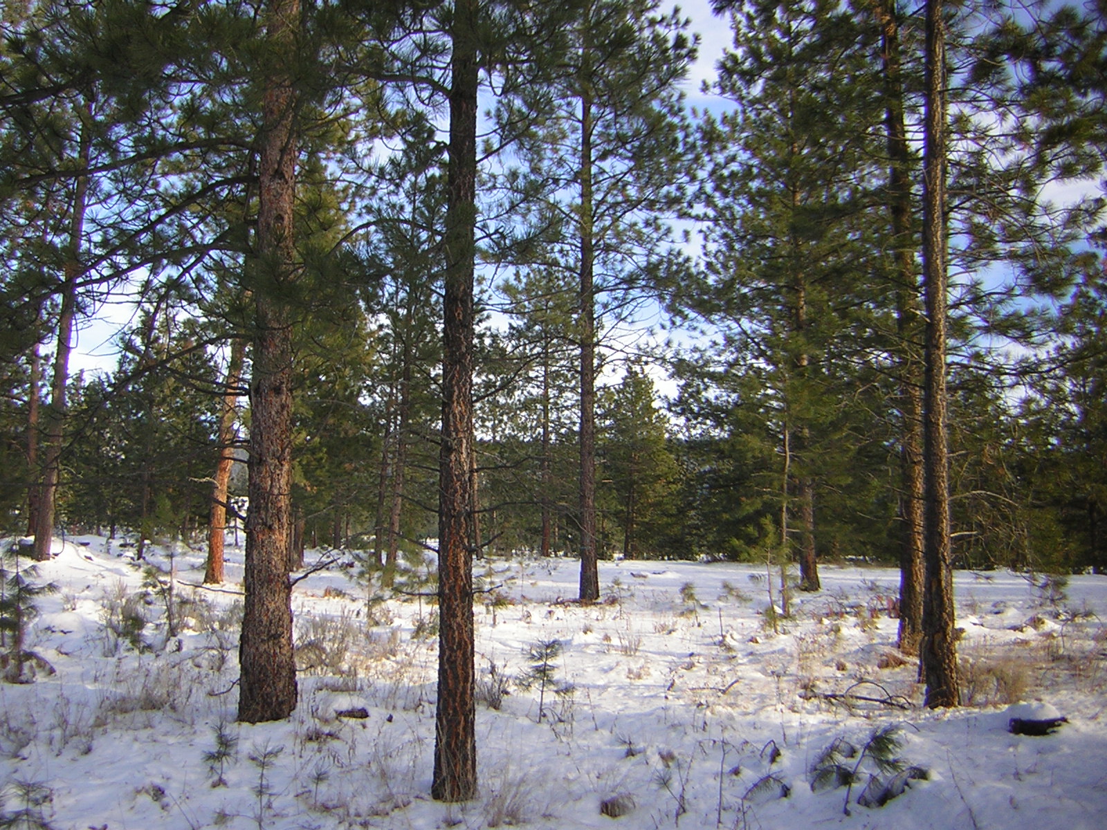 DSCN2868.jpg