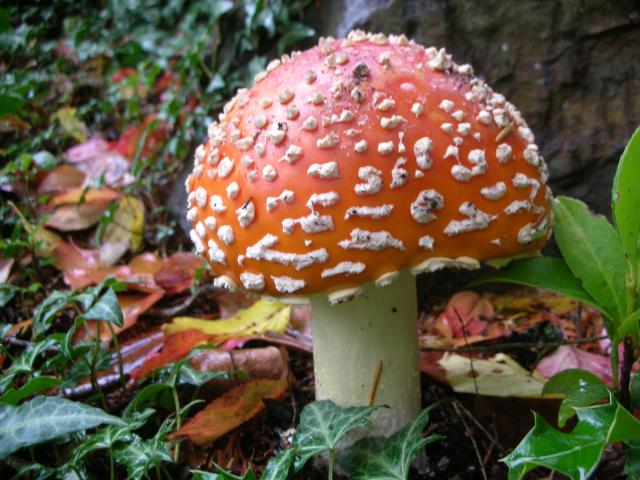 DSCN3842.jpg