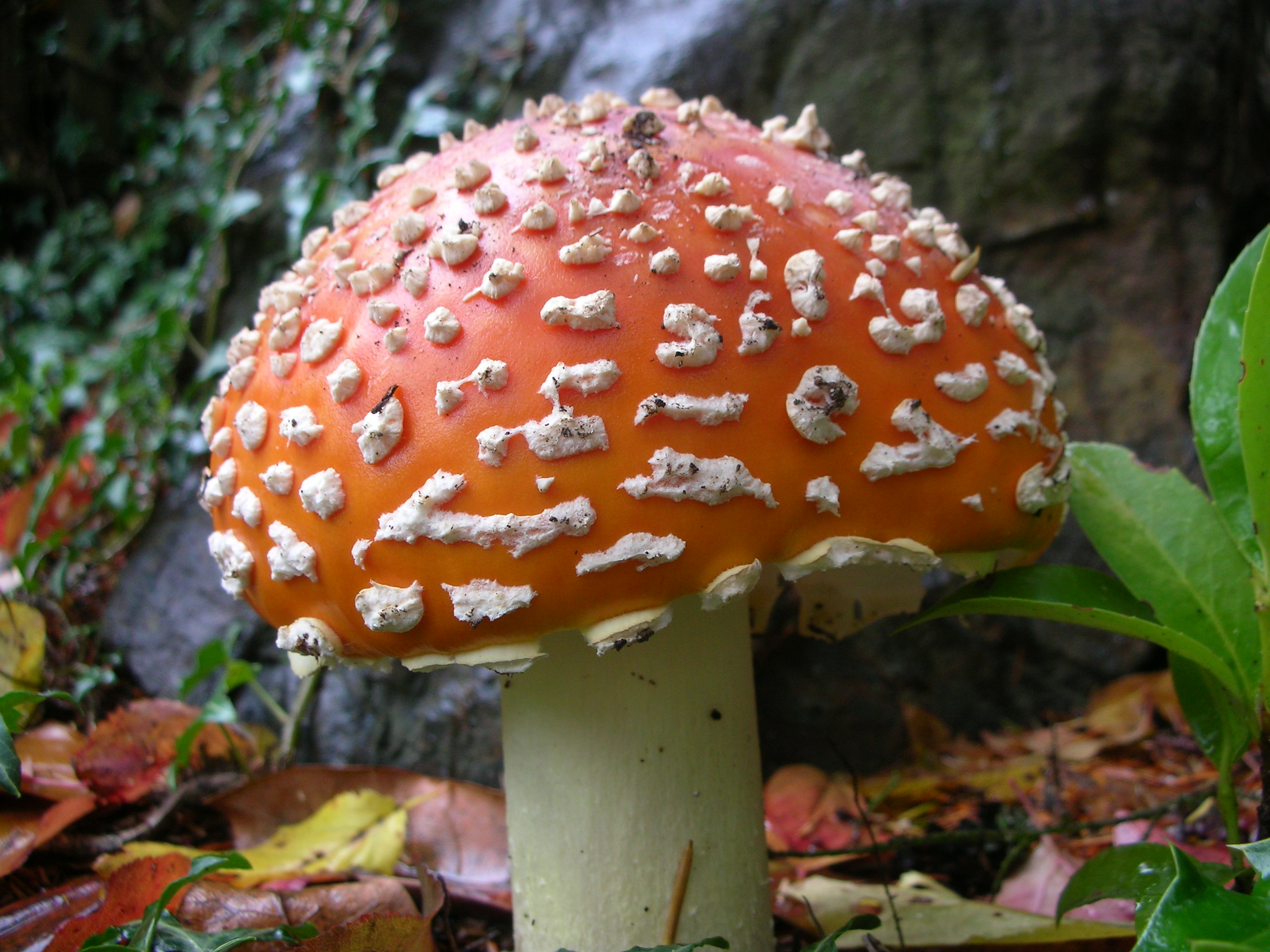 DSCN3844.jpg