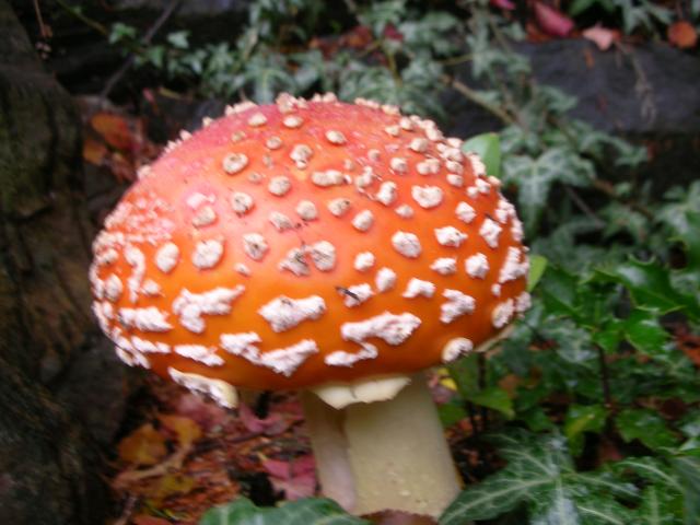 DSCN3845.jpg
