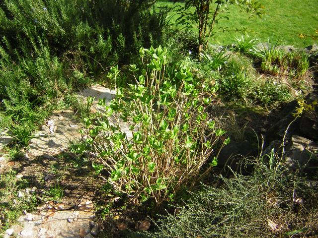 DSCN1241.jpg